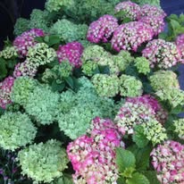 Pink Hortensia